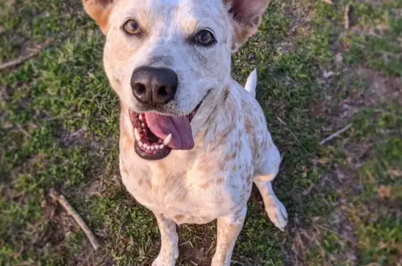 Lost Red Heeler: Poonchie - Reward Offered