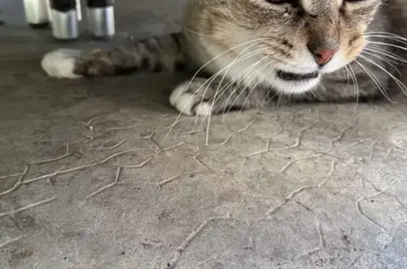 Animaux trouvés La Salvetat-Saint-Gilles, photo: Chat trouvé, sociable, queue coupée, Rue de Taure