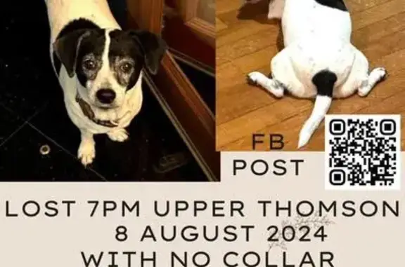 Skittish Jack Russel Missing - Marymount Rd