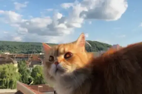 Animaux perdus Vesoul, photo: Chat roux mâle 2 ans perdu à Vesoul