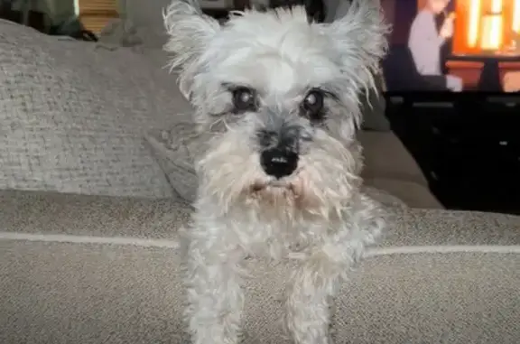 Missing Grey Mini Schnauzer, Deaf & Blind, Pasadena