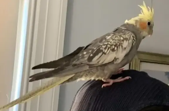 Lost Cockatiel: Gray, White & Yellow in Bellmore