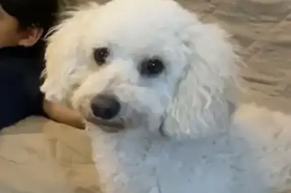 Perro Bichon Blanco Perdido en Cabo San Lucas