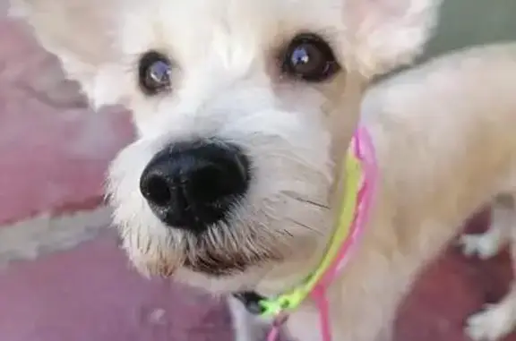 Perro Perdido: Canica, Plata/Gris, Zapopan