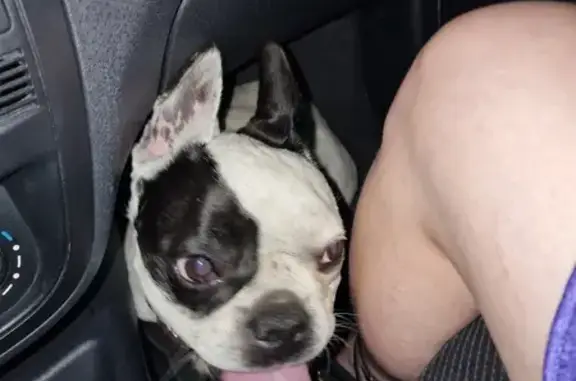 Bouledogue français noir et blanc trouvé à Boissey - photo