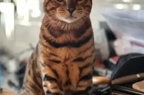 Lost Bengal Cat: 1-Year-Old Male in Woodvale