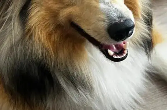 Animaux perdus , photo: Chien Berger des Shetland perdu à Mézières-en-Vexin