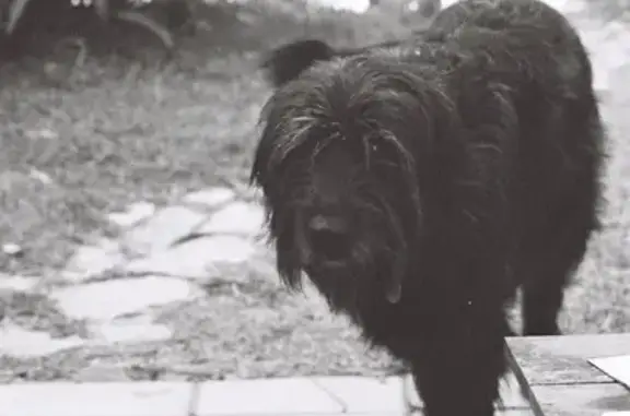 Chien perdu Serrières, photo : Chienne noire griffon disparue à Serrières