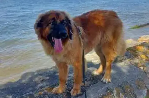 Chien perdu , photo : Chienne Leonberg perdue à Pierrefitte-sur-Loire