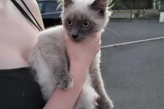 Chaton siamois trouvé à Saint-Marcel - photo