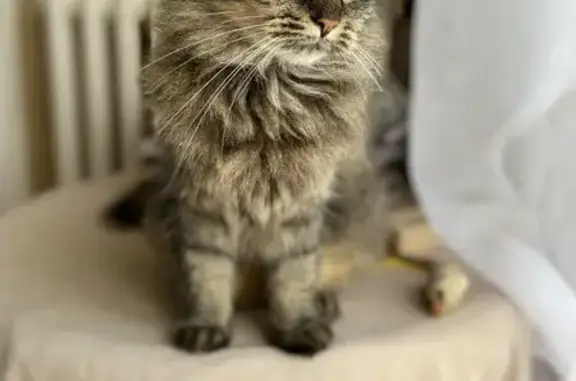 Animaux perdus Brou, photo: Chat tigré femelle disparu à Brou