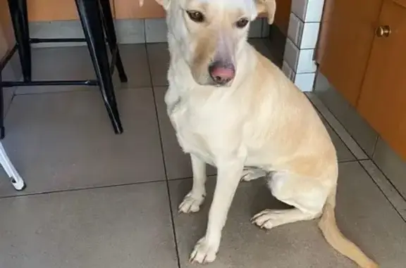 Found Female Golden Lab Near Jean Avenue, Centurion