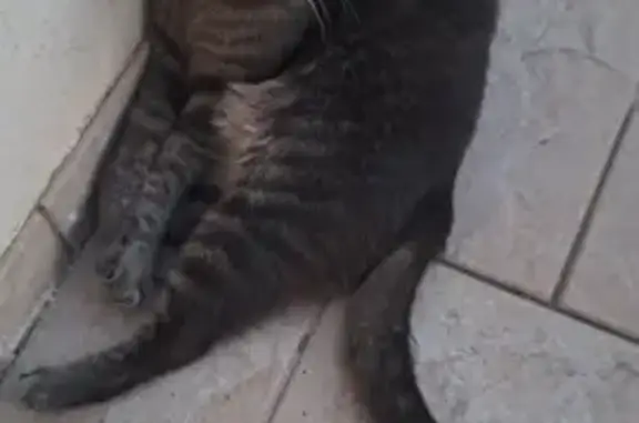 Chat trouvé, Rue Croix de Bussy, Épernay - photo