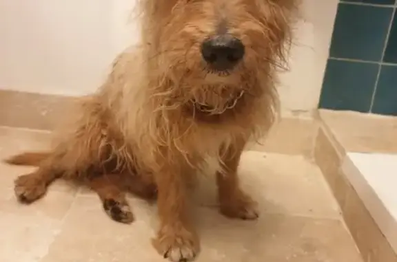 Chien trouvé Nice, photo: Chien retrouvé nuit du 11/08 à Nice