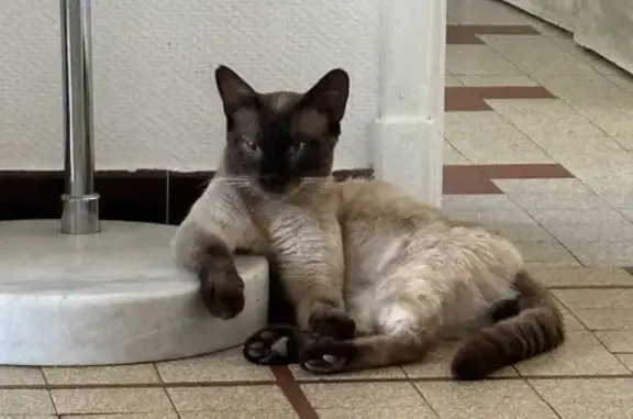 Animaux perdus Balma, photo: Chat siamois mâle perdu à Balma