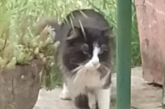 Chat angora trouvé à Arnage, Sarthe 72 - photo