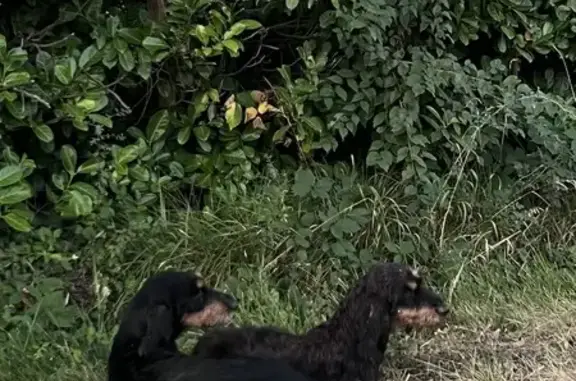 Animaux trouvés , photo: Deux chiens trouvés allongés à La Mondie