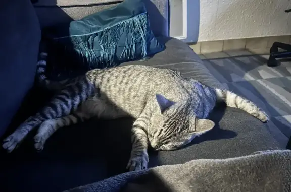 Chat perdu, Poitiers, photo: Chat gris tigré disparu à Poitiers