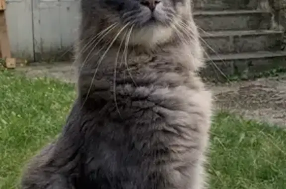 Animaux perdus Tours, photo: Chat européen gris/argenté perdu à Tours
