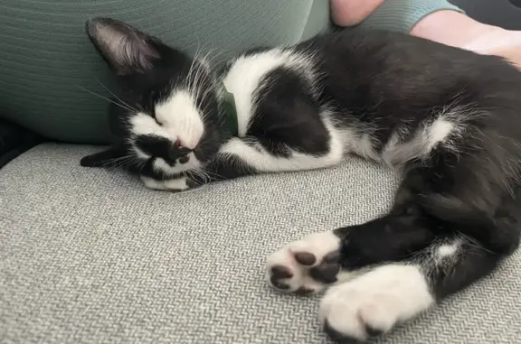 Animaux perdus , photo: Chaton noir et blanc disparu à Chirac