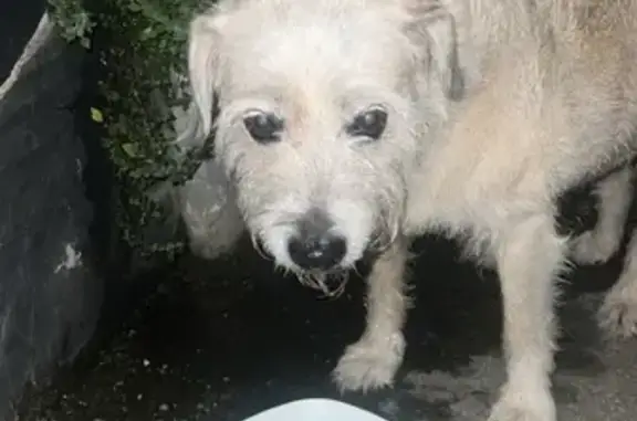 Chien blanc âgé trouvé assoiffé à Perpignan - photo