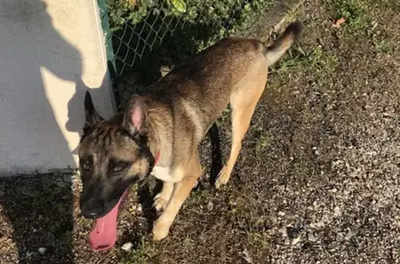 Jeune chien type berger trouvé à Garat - photo