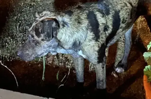 Animaux perdus , photo: Chien craintif trouvé le 11/08 à Baudinard