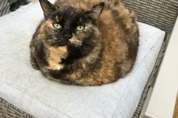 Chat perdu, Château-Gontier, photo: Chat perdu près de la Gare, Château-Gontier