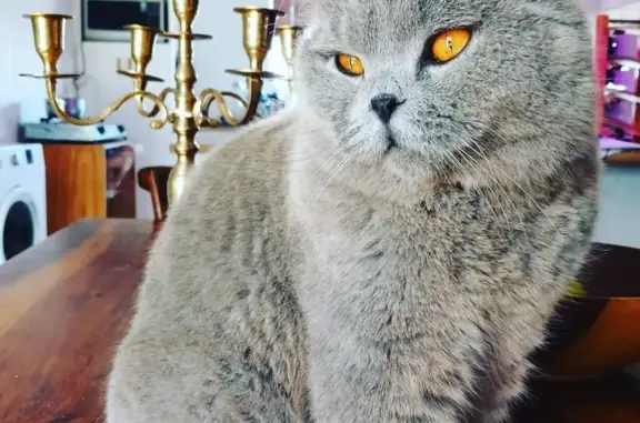 Lost British Shorthair Cat in Langebaan