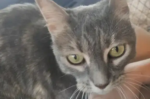 Chat gris trouvé près de la plage à Narbonne - photo