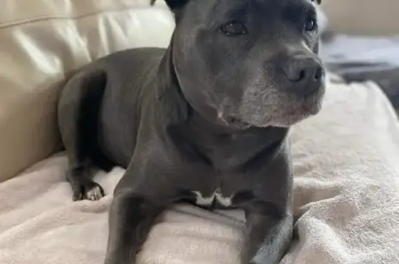 Lost Blue Staffy Billie - Glen Eira Area