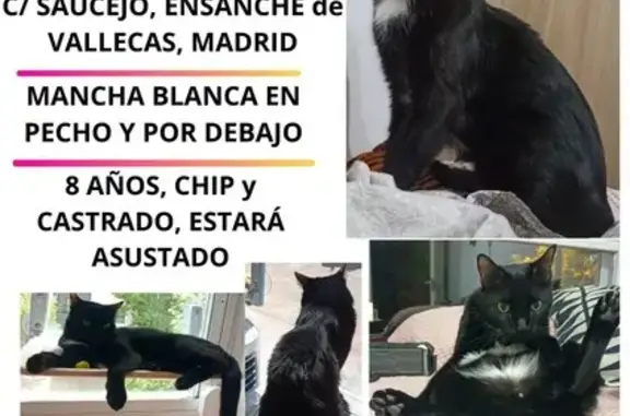 ¡Gato Negro Perdido en Madrid! Ayuda