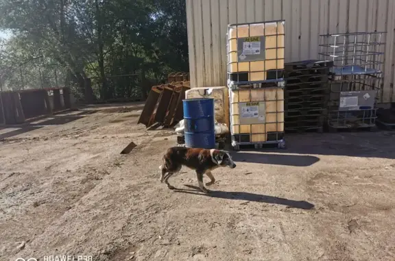 Chien trouvé peureux et maigre à Larians-et-Munans - photo