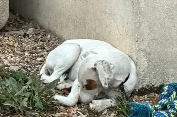Jeune chienne trouvée à La Ferté-en-Ouche - photo