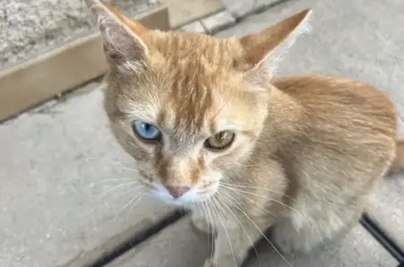 Chat perdu, , photo: Chat disparu: Ma fille le réclame, Vitrolles