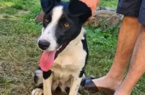 Border collie femelle trouvée au Puy de Chavaroche - photo