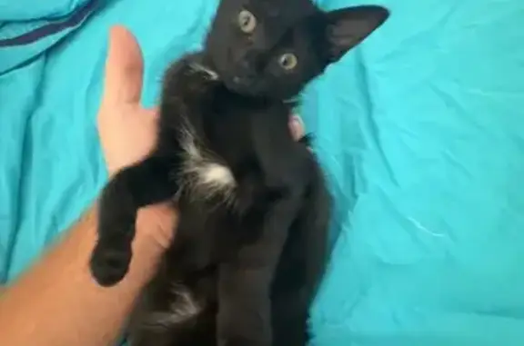 Chat perdu, Salernes, photo: Chaton perdu à Salernes, contactez-nous