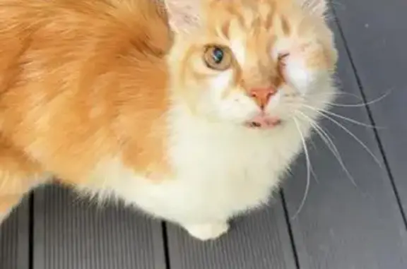 Chat roux trouvé, un œil, sociable, Coulommiers - photo