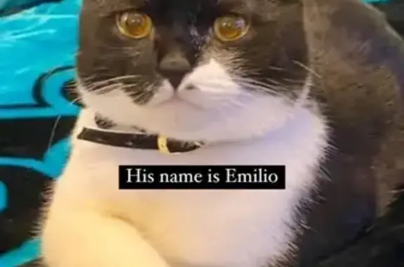 Missing: Gentle Black & White Cat, Emilio