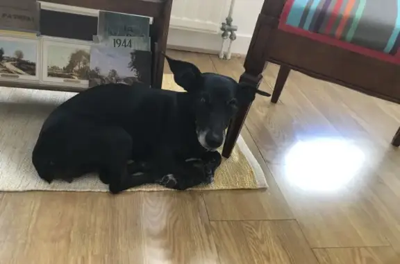 Petite chienne errante trouvée à Granville - photo