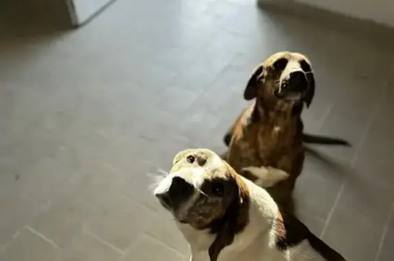 Chiens disparus à Olmeto : Raspoutine et Cush - photo