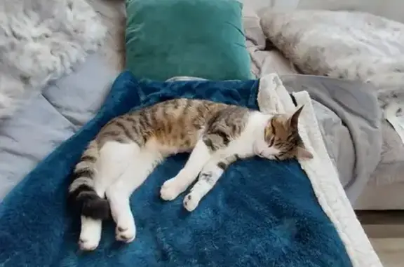 Chat perdu, Flins-sur-Seine, photo: Chatte perdue à Flins-sur-Seine, Rue de Meulan