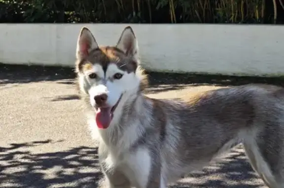 Chien trouvé Marly, photo: Chien maigre trouvé propre, sans collier, Marly