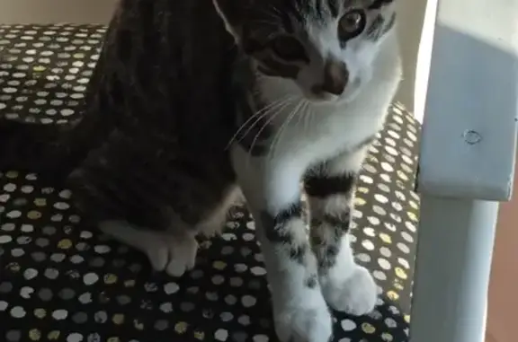 Animaux perdus , photo: Chatte tigrée perdue à Beauvais, 8 mois