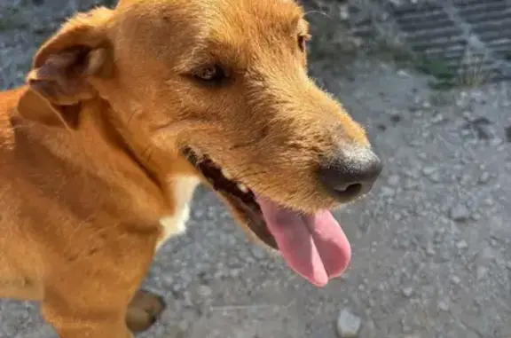 Animaux trouvés , photo: Chien trouvé à Saint-Christophe-en-Bresse