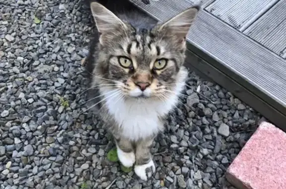Chat Main Coon trouvé, sociable, Roz-Landrieux - photo