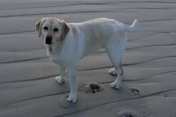 Missing Yellow Lab Daisy in Westhampton Beach