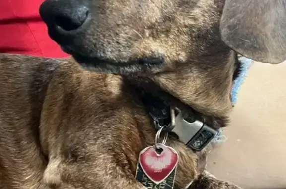 Blind Brindle Weenie Dog Missing - New Market