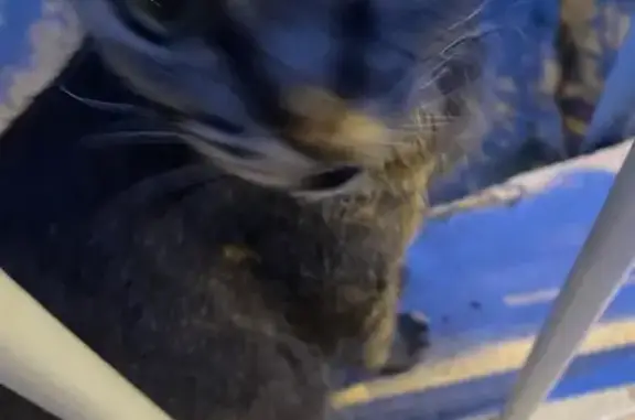 Chat tigre gris trouvé à Nice, affamé et gentil - photo
