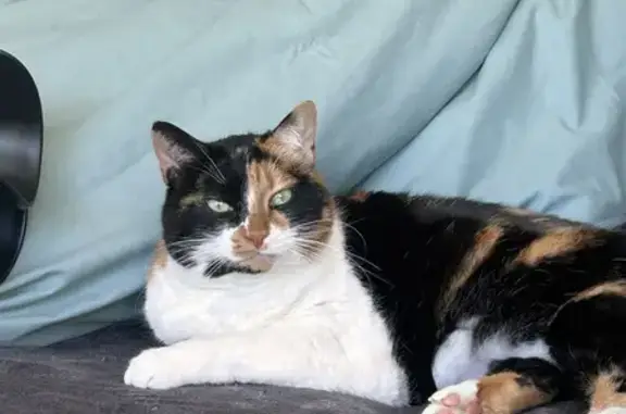 Animaux perdus , photo: Chat tricolore perdu à Bailleau-Armenonville
